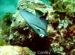An unusual slant on the Gray Angelfish.  This photo was t... by Bonnie Conley 